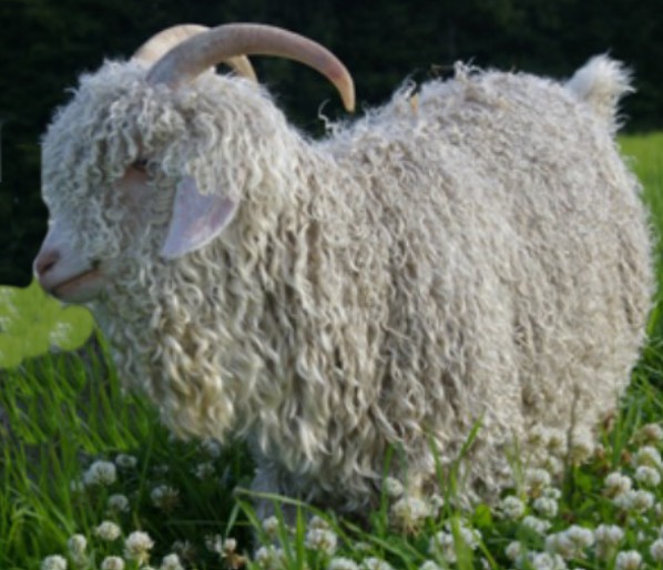 La laine  Angora
